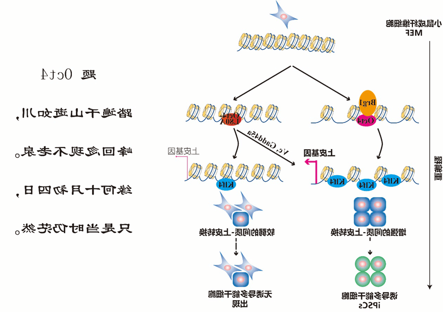 iPS重编程因子1.png