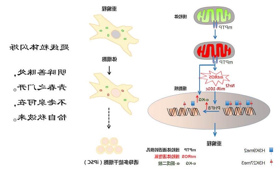 Cell Metabolism|“线粒体闪烁”启动细胞核重编程的全新模式